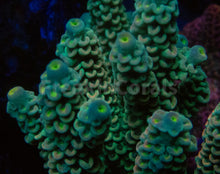 Carregar imagem no visualizador da galeria, FK E.T. Boy Tenuis Acropora (Cut-To-Order)