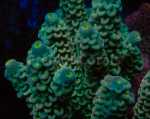 FK E.T. Boy Tenuis Acropora (Cut-To-Order)