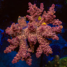 Carregar imagem no visualizador da galeria, FK Pink/Red Finger Drop Acropora (Cut-To-Order)