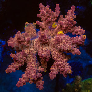 FK Pink/Red Finger Drop Acropora (Cut-To-Order)