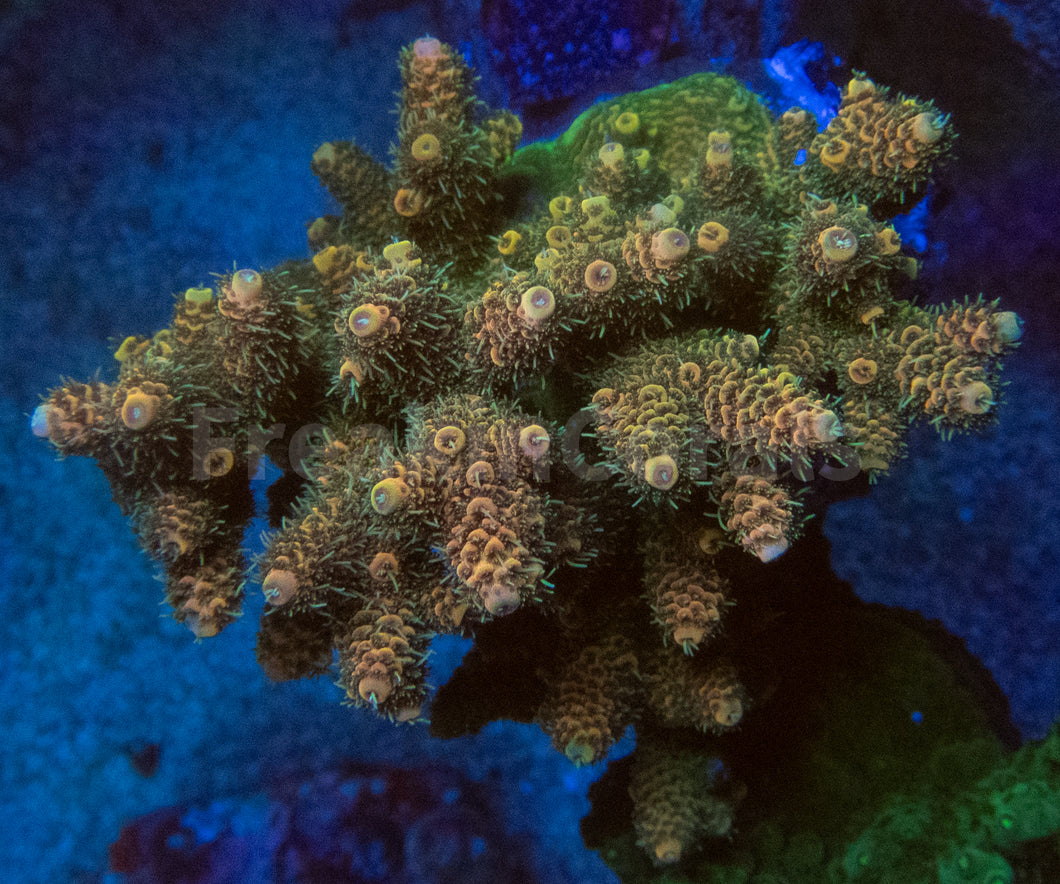 FK Gold Tone Millepora (Cut-To-Order)