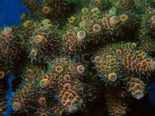 Carregar imagem no visualizador da galeria, FK Gold Tone Millepora (Cut-To-Order)