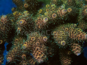 FK Gold Tone Millepora (Cut-To-Order)