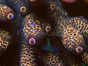 FK Copper Spathulata Acropora (Cut-To-Order)