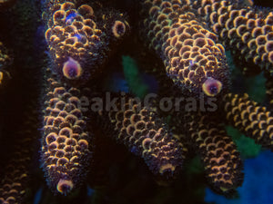 FK Copper Spathulata Acropora (Cut-To-Order)