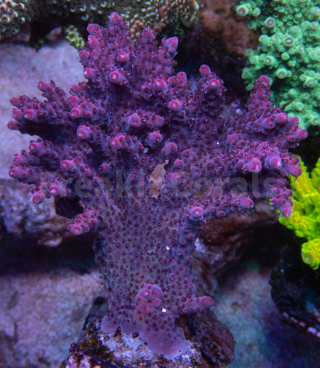 FK Pink Plateau Bali Acropora (Cut-To-Order)