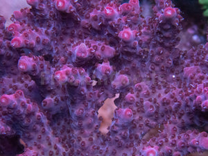 FK Pink Plateau Bali Acropora (Cut-To-Order)