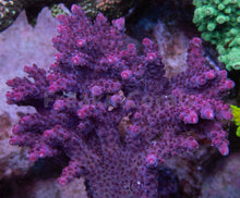 Carregar imagem no visualizador da galeria, FK Pink Plateau Bali Acropora (Cut-To-Order)