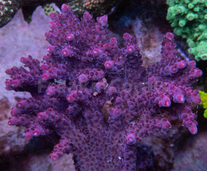 FK Pink Plateau Bali Acropora (Cut-To-Order)