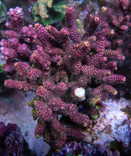 Carregar imagem no visualizador da galeria, FK Yellow Tip Red Millepora Ultra (Cut-To-Order)