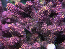 Carregar imagem no visualizador da galeria, FK Yellow Tip Red Millepora Ultra (Cut-To-Order)