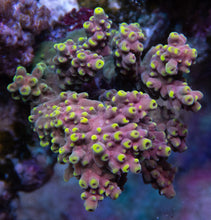 Carregar imagem no visualizador da galeria, FK Yellow Drop Lastistella Acropora (Cut-To-Order)