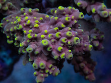 Carregar imagem no visualizador da galeria, FK Yellow Drop Lastistella Acropora (Cut-To-Order)