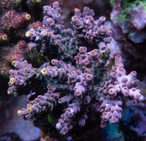 FK Yellow Tip Grey Acropora (Cut-To-Order)