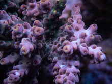 Carregar imagem no visualizador da galeria, FK Yellow Tip Grey Acropora (Cut-To-Order)