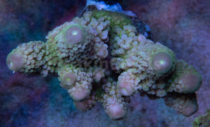 Golf Shadow Green Humillis Acropora (Cut-To-Order)