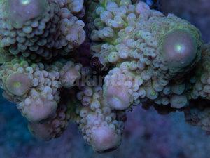 Golf Shadow Green Humillis Acropora (Cut-To-Order)