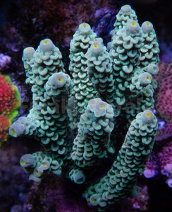 FK E.T. Boy Tenuis Acropora (Cut-To-Order)