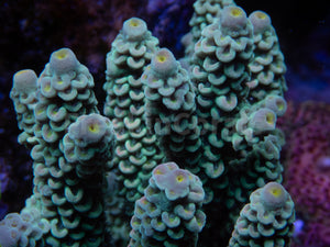 FK E.T. Boy Tenuis Acropora (Cut-To-Order)