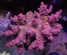 Carregar imagem no visualizador da galeria, FK Pink/Red Finger Drop Acropora (Cut-To-Order)