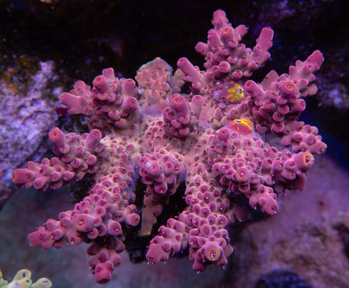 FK Pink/Red Finger Drop Acropora (Cut-To-Order)