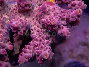 FK Pink/Red Finger Drop Acropora (Cut-To-Order)