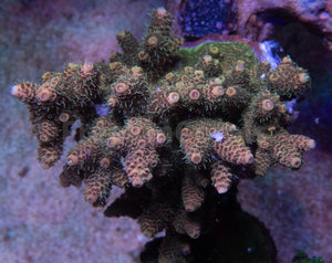 FK Gold Tone Millepora (Cut-To-Order)