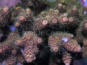 FK Gold Tone Millepora (Cut-To-Order)