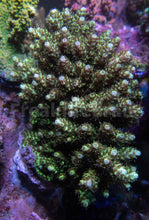 Carregar imagem no visualizador da galeria, FK Yellow Shortcake Bali Acropora (Cut-To-Order, Extra long Polyps)