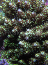 Carregar imagem no visualizador da galeria, FK Yellow Shortcake Bali Acropora (Cut-To-Order, Extra long Polyps)