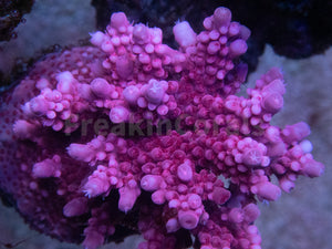 FK Pink Bobbies Merlim (Cut-To-Order, Signature Coral)