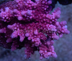 FK Pink Bobbies Merlim (Cut-To-Order, Signature Coral)