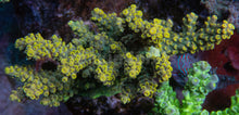 Carregar imagem no visualizador da galeria, FK Pikachu Melting Acropora (Cut-To-Order)