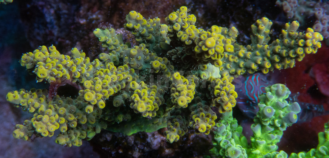 FK Pikachu Melting Acropora (Cut-To-Order)