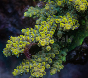 FK Pikachu Melting Acropora (Cut-To-Order)