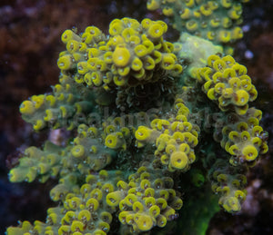 FK Pikachu Melting Acropora (Cut-To-Order)