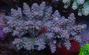 FK Yellow Tip Tierra Acropora (Cut-To-Order)