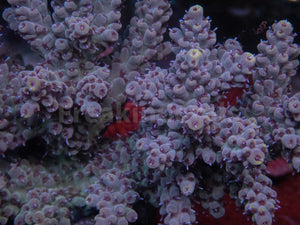 FK Yellow Tip Tierra Acropora (Cut-To-Order)