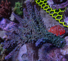 Carregar imagem no visualizador da galeria, FK Blue &amp; Green Gomezi Acropora (Cut-To-Order)