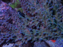 Carregar imagem no visualizador da galeria, FK Blue &amp; Green Gomezi Acropora (Cut-To-Order)