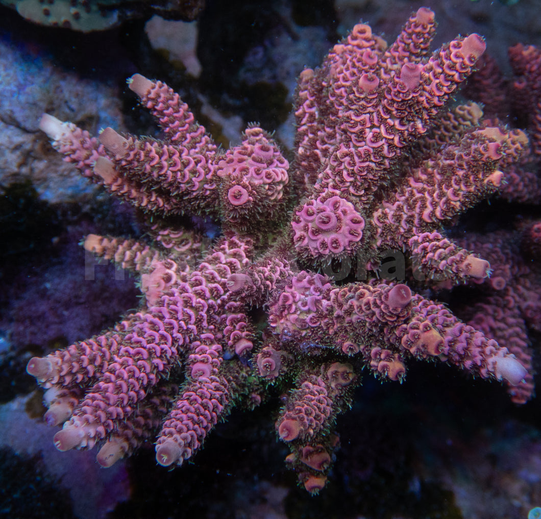 FK Strawbery Millepora Acropora (Cut-To-Order)