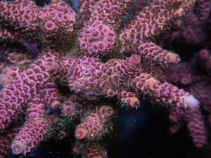 FK Strawbery Millepora Acropora (Cut-To-Order)