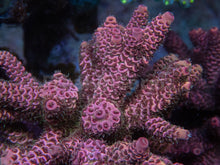 Carregar imagem no visualizador da galeria, FK Strawbery Millepora Acropora (Cut-To-Order)