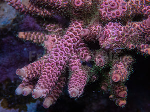 FK Strawbery Millepora Acropora (Cut-To-Order)