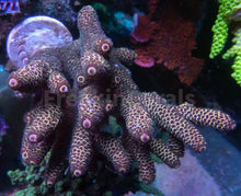 Carregar imagem no visualizador da galeria, FK Copper Spathulata Acropora (Cut-To-Order)