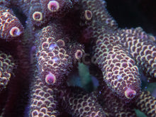 Carregar imagem no visualizador da galeria, FK Copper Spathulata Acropora (Cut-To-Order)