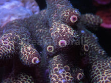 Carregar imagem no visualizador da galeria, FK Copper Spathulata Acropora (Cut-To-Order)