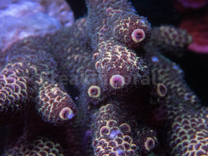 FK Copper Spathulata Acropora (Cut-To-Order)