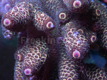 Carregar imagem no visualizador da galeria, FK Copper Spathulata Acropora (Cut-To-Order)