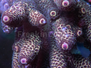 FK Copper Spathulata Acropora (Cut-To-Order)